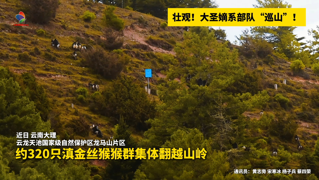 壮观！大圣嫡系部队“巡山”！#云龙天池国家级自然保护区 #滇金丝猴 #生态文明 #生态环境保护