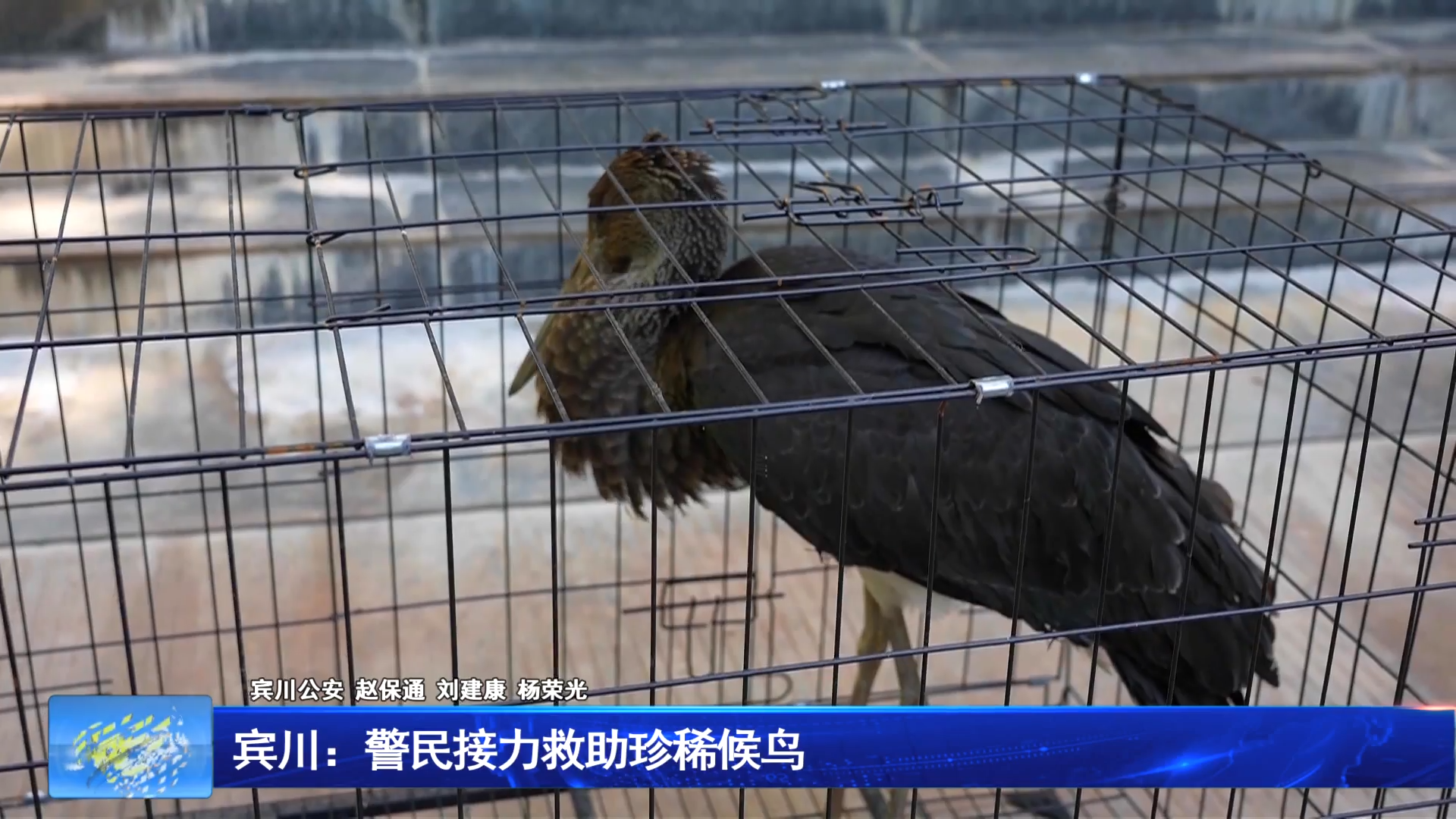 宾川：警民接力救助珍稀候鸟