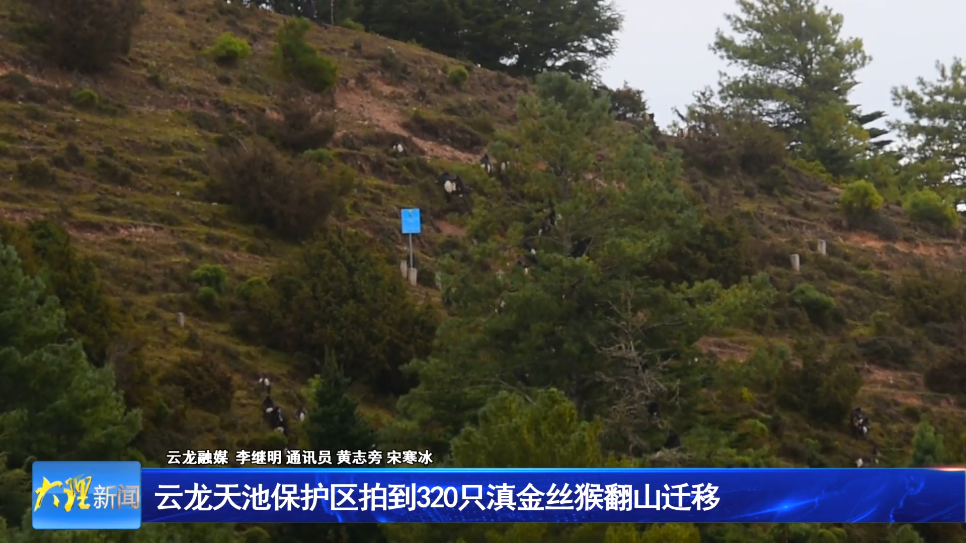云龙天池保护区拍到320只滇金丝猴翻山迁移