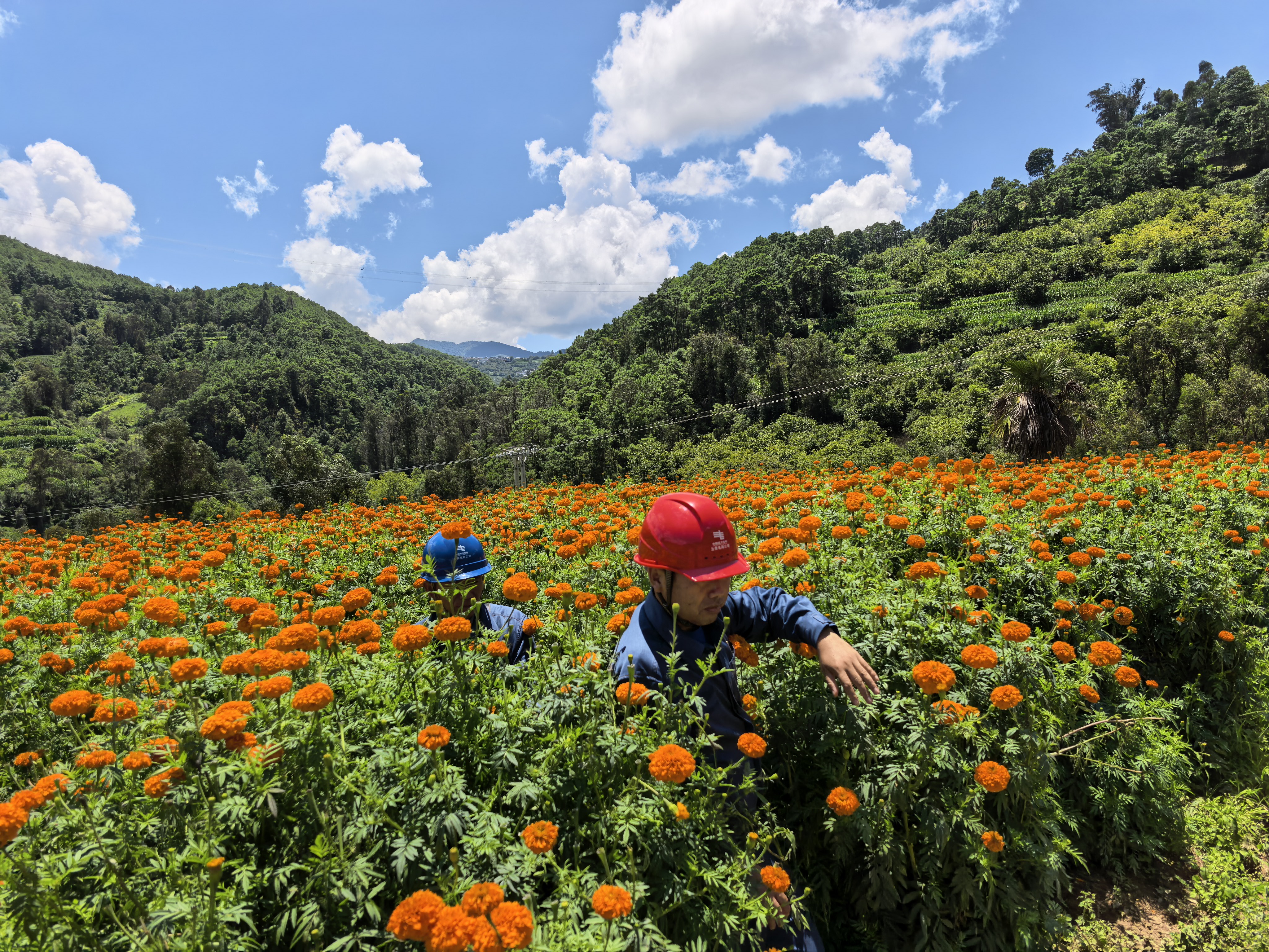穿行万寿菊花海，守护山间产业光明1.jpg