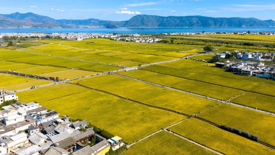 大理喜洲稻田艺术节来了！稻田秀、割谷对歌、篝火打跳，3天欢乐不停